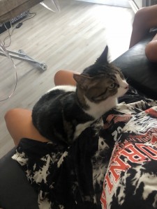 Photo de galerie - Garde chat
