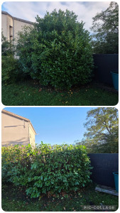 Photo de galerie - Rabattage laurier de 5m rabattu a 2m