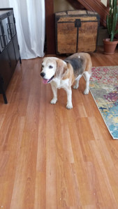 Photo de galerie - Garde de toby vieux beagle aveugle 