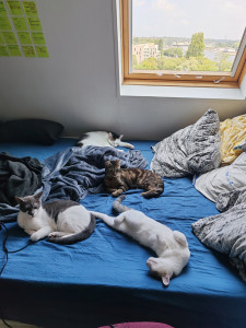 Photo de galerie - Garde chat