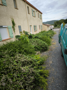 Photo de galerie - Tonte de pelouse - Débroussaillage