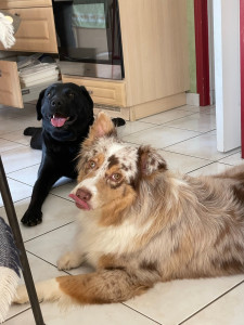 Photo de galerie - Garde chien