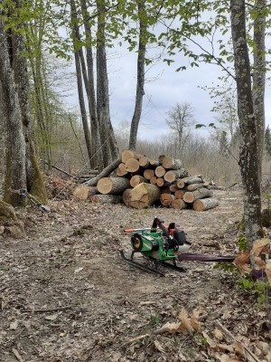 Photo de galerie - Je propose de vous abattre des arbres en foret