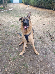 Photo de galerie - Garde de Chiot 9 mois bienvenue à 
Rico Berger allemand 
