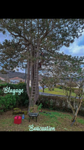 Photo de galerie - élagage 