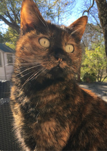 Photo de galerie - Garde chat