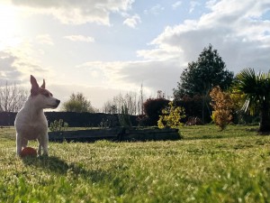 Photo de galerie - Garde chien