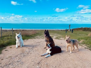 Photo de galerie - Garde animaux