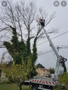 Photo de galerie - Elagage et coupe d'arbres