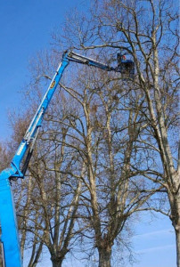 Photo de galerie - Kreit paysagiste Spécialisé dans tout travaux espaces verts et a tout hauteur équipe de notre camion nacelle nous pouvons intervenir sur tout chantier tout devis et déplacements sons gratuit pour plus d'informations nous contacter 0604048269