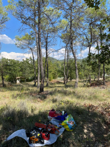 Photo de galerie - Elagage et coupe d'arbres