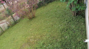 Photo de galerie - Tonte de pelouse - Débroussaillage