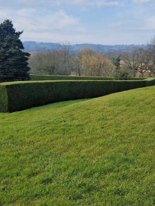 Photo de galerie - Taille de haie