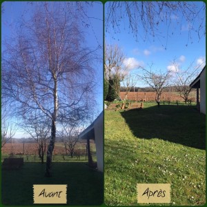 Photo de galerie - Abattage d'un arbres avant et après le travail fini 