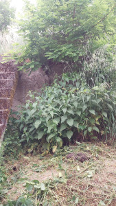 Photo de galerie - Tonte de pelouse - Débroussaillage