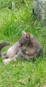 Photo de galerie - Yaku 
