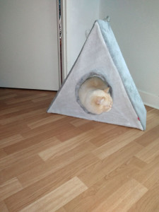 Photo de galerie - Nous accueillons et prenons soin de vos chats durant toute l année.
