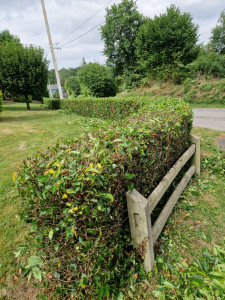 Photo de galerie - Chantier de taille de haies 