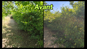 Photo de galerie - Avant: Rabattage d'une haie de Carpinus betulus (Charme)