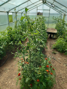 Photo de galerie - Potager 