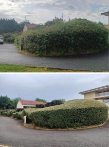 Photo de galerie - Alors sur cette photo avant et après Coto, et Diverses, buisson à tailler comme noise étiez, Charmi, Etc.