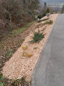 Photo de galerie - Mulch autour des plantations 
