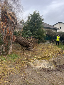 Photo de galerie - Elagage et coupe d'arbres