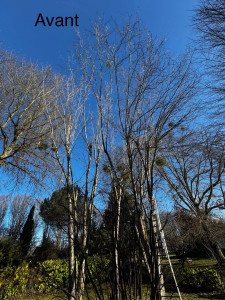 Photo de galerie - Elagage et coupe d'arbres