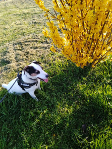 Photo de galerie - Garde d'animaux balade