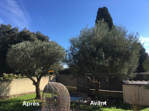 Photo de galerie - Taille d'un olivier