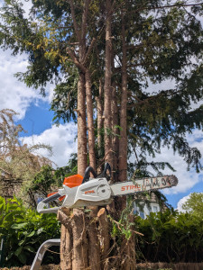 Photo de galerie - Elagage et coupe d'arbres