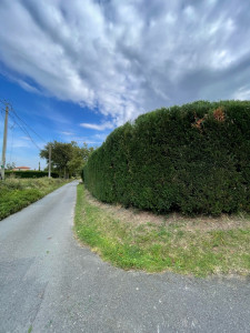 Photo de galerie - Taille de haie 