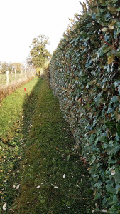Photo de galerie - Taille de haie 
