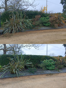 Photo de galerie - Entretien de haie et divers plantes 