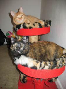 Photo de galerie - Chats 