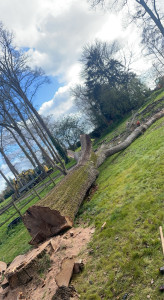 Photo de galerie - Élagage gros Arbre