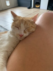 Photo de galerie - Home sitting - Accueil - Gardiennage