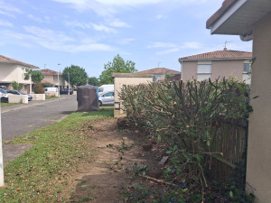 Photo de galerie - Rabattage d’une haie de Photinia dans une copropriété à Fonsorbes.