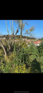 Photo de galerie - Élagage d’arbre 