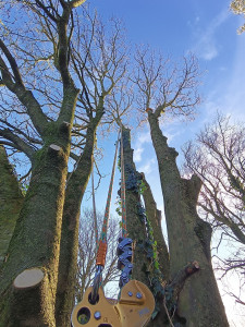 Photo de galerie - Elagage et coupe d'arbres