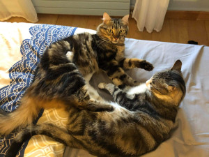 Photo de galerie - Garde de Nino et Oslow même periode♥️