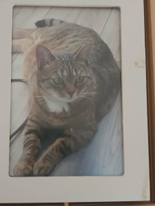 Photo de galerie - Ma petite chatte Fifille