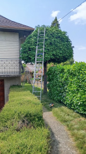 Photo de galerie - Taille de haies et d'arbustes