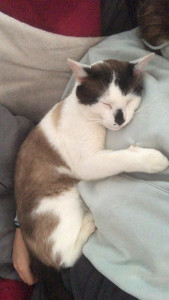 Photo de galerie - Garde animaux