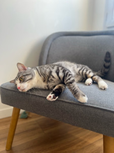 Photo de galerie - Garde chat