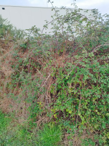 Photo de galerie - Chantier de tonte et débroussaillage (avant)