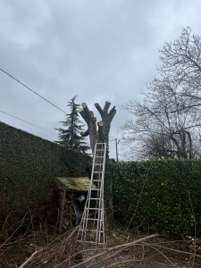 Photo de galerie - Elagage et coupe d'arbres