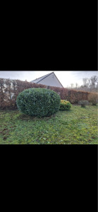 Photo de galerie - Après taille de haie et arbustes