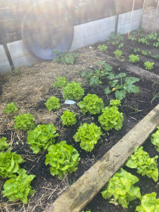 Photo de galerie - Potager 