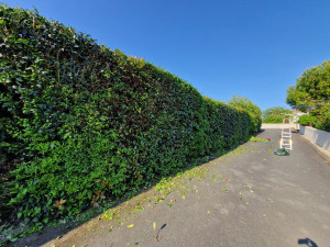 Photo de galerie - Taille de haie